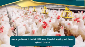أسعار الفراخ اليوم الاثنين 21 يوليو 2025 تواصل ارتفاعها في بورصة الدواجن المحلية
